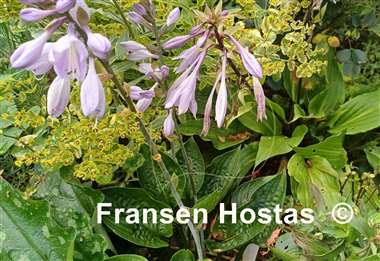 Hosta King of Spades